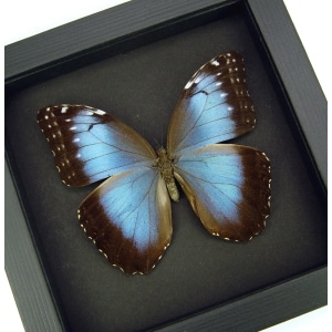 Blue Morpho helenor Female Butterfly Framed Taxidermy Moonlight Display