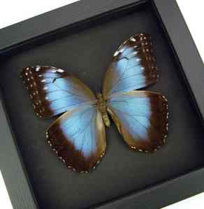 Blue Morpho helenor Female Butterfly Framed Taxidermy Moonlight Display
