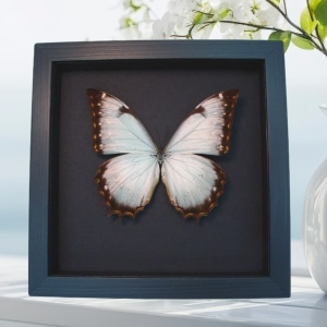 Real White Morpho Theseus Juturna Framed Butterfly Taxidermy Moonlight Display