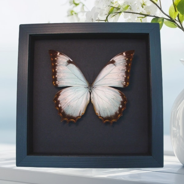 Real White Morpho Theseus Juturna Framed Butterfly Taxidermy Moonlight Display