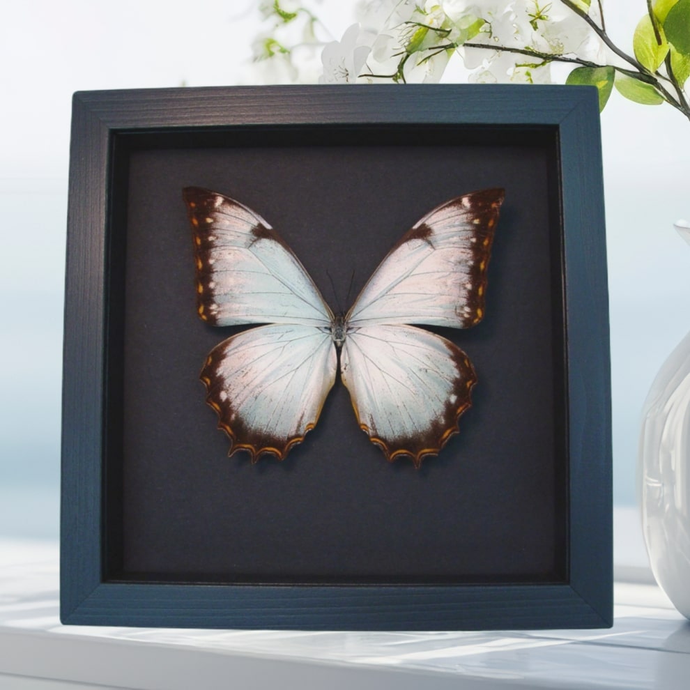 Real White Morpho Theseus Juturna Framed Butterfly Taxidermy Moonlight Display Real White Morpho Theseus Juturna Framed Butterfly Taxidermy Moonlight Display