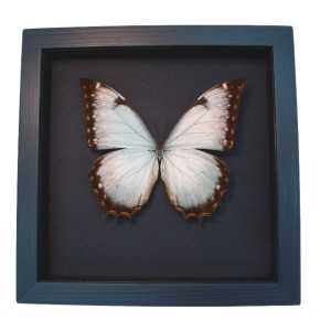 Real White Morpho Theseus Juturna Framed Butterfly Taxidermy Moonlight Display