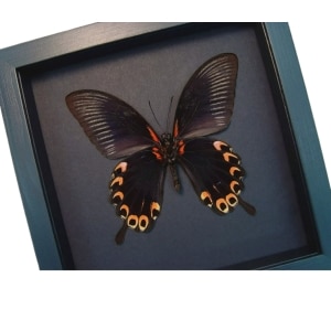 Black Red Swallowtail Butterfly Papilio deiphobus verso Framed Taxidermy Moonlight Display