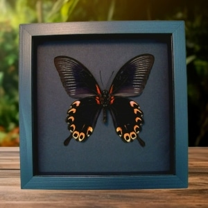 Black Red Swallowtail Butterfly Papilio deiphobus verso Framed Taxidermy Moonlight Display