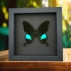 Papilio paris Peacock Swallowtail Green Butterfly Moonlight Display Framed Taxidermy