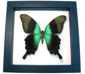 Green Swallowtail Butterfly Papilio peranthus adamantius Classic Black Display Framed Taxidermy