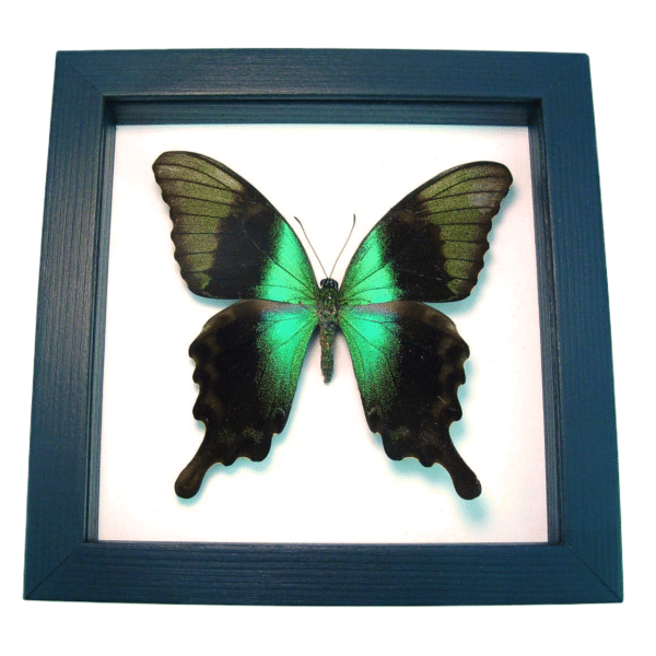 Green Swallowtail Butterfly Papilio peranthus adamantius Classic Black Display Framed Taxidermy