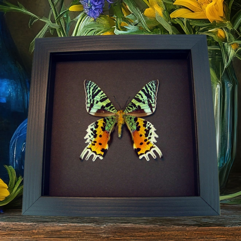 Sunset Moth Urania rhipheus verso Framed Taxidermy Moonlight Display Sunset Moth Urania rhipheus verso Framed Taxidermy Moonlight Display