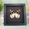 Framed Aqua Blue Butterfly Apatura Mimathyma schrenckii Taxidermy Moonlight Display