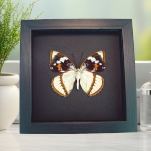 Framed Aqua Blue Butterfly Apatura Mimathyma schrenckii Taxidermy Moonlight Display