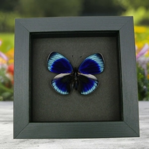 Charles Darwin Butterfly Callithea philotima Asterope leprieuri Framed Taxidermy Moonlight Display