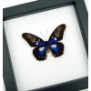 Rare Electric Blue Butterfly Cethosia myrina ribbei Framed Classic Black Display