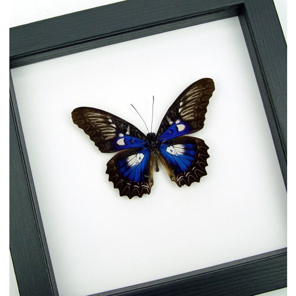 Rare Electric Blue Butterfly Cethosia myrina ribbei Framed Classic Black Display