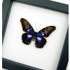 Rare Electric Blue Butterfly Cethosia myrina ribbei Framed Classic Black Display
