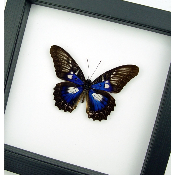 Rare Electric Blue Butterfly Cethosia myrina ribbei Framed Classic Black Display