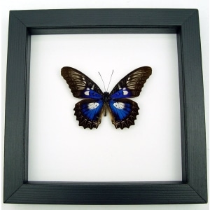 Rare Electric Blue Butterfly Cethosia myrina ribbei Framed Classic Black Display