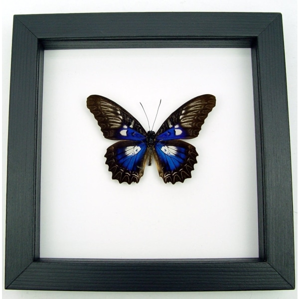 Rare Electric Blue Butterfly Cethosia myrina ribbei Framed Classic Black Display