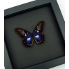 Rare Electric Blue Butterfly Cethosia myrina ribbei Framed Moonlight Display