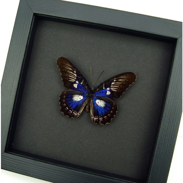Rare Electric Blue Butterfly Cethosia myrina ribbei Framed Moonlight Display
