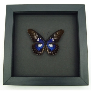 Rare Electric Blue Butterfly Cethosia myrina ribbei Framed Moonlight Display