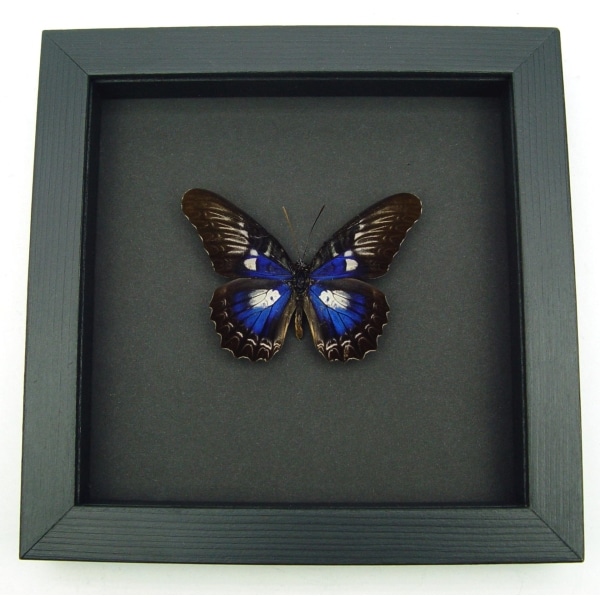Rare Electric Blue Butterfly Cethosia myrina ribbei Framed Moonlight Display