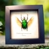 Real Framed Green Flying African Beetle Eudicella morgani Taxidermy Display