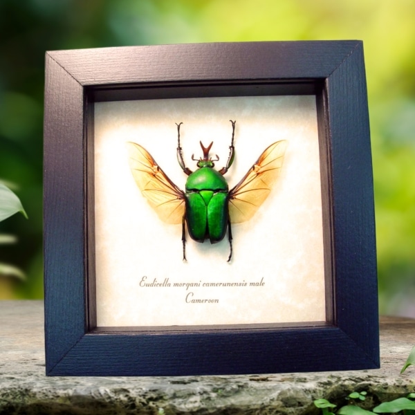 Real Framed Green Flying African Beetle Eudicella morgani Taxidermy Display