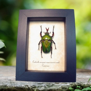 Real Framed Green Gold African Beetle Eudicella morgani Taxidermy Display