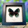 Eumaeus childrenae Female Blue Green Butterfly Framed Taxidermy Display
