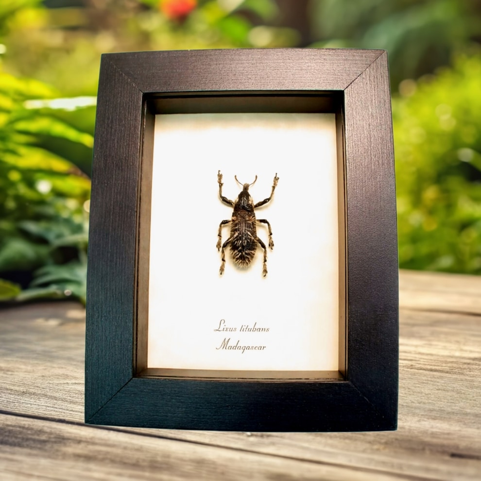Rare Hairy Beetle Weevil Lixus titubans Madagascar Insect Framed Taxidermy Display