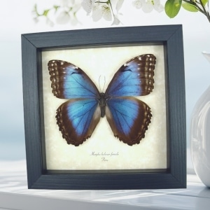 Morpho helenor Female Framed Blue Morpho Butterfly Display Framed Taxidermy