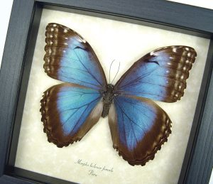 Morpho helenor Female Framed Blue Morpho Butterfly Display Framed Taxidermy