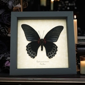 Real Framed Black Butterfly Papilio Memnon Great Mormon Taxidermy Display