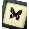 Rare Butterfly Parides bunichus Female Brazil Swallowtail Framed Taxidermy Display