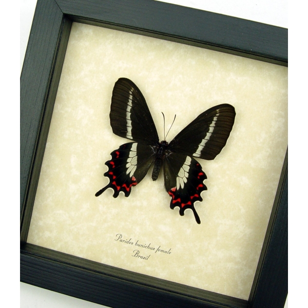 Rare Butterfly Parides bunichus Female Brazil Swallowtail Framed Taxidermy Display