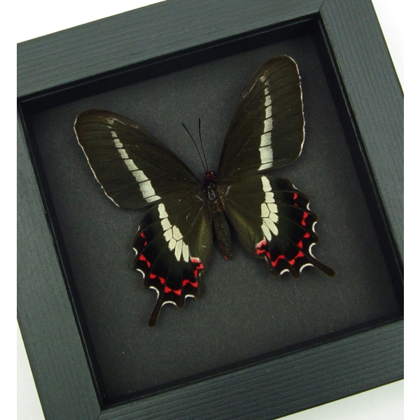 Rare Butterfly Parides bunichus Female Brazil Swallowtail Framed Taxidermy Moonlight Display
