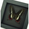 Rare Butterfly Parides bunichus Female Brazil Swallowtail Framed Taxidermy Moonlight Display