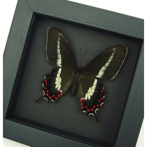 Rare Butterfly Parides bunichus Female Brazil Swallowtail Framed Taxidermy Moonlight Display