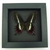 Rare Butterfly Parides bunichus Female Brazil Swallowtail Framed Taxidermy Moonlight Display