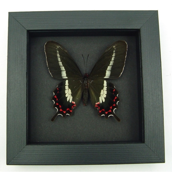 Rare Butterfly Parides bunichus Female Brazil Swallowtail Framed Taxidermy Moonlight Display