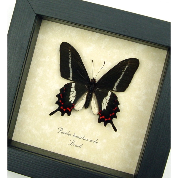 Rare Butterfly Parides bunichus Male Brazil Swallowtail Framed Taxidermy Display