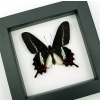 Rare Butterfly Parides bunichus male Brazil Swallowtail Framed Taxidermy Classic Black Display