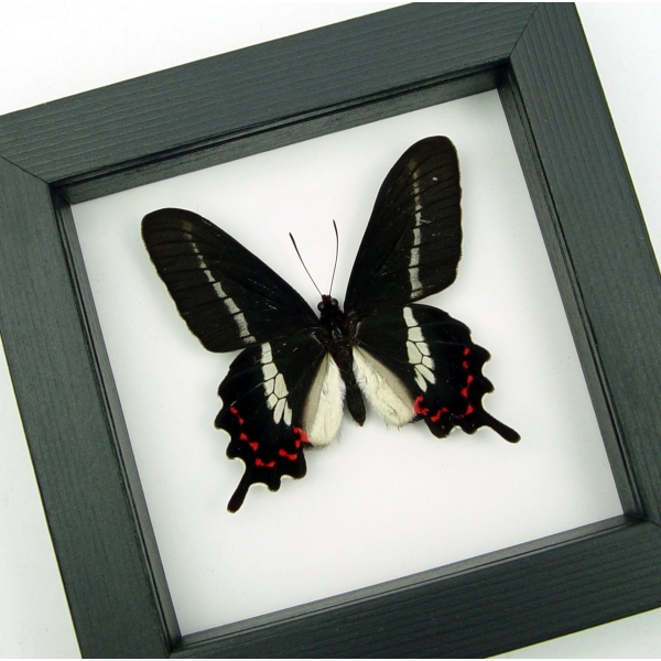 Rare Butterfly Parides bunichus male Brazil Swallowtail Framed Taxidermy Classic Black Display