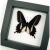 Rare Butterfly Parides bunichus male Brazil Swallowtail Framed Taxidermy Classic Black Display