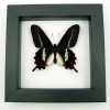 Rare Butterfly Parides bunichus male Brazil Swallowtail Framed Taxidermy Classic Black Display