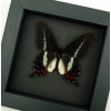 Rare Butterfly Parides bunichus male Brazil Swallowtail Framed Taxidermy Moonlight Display