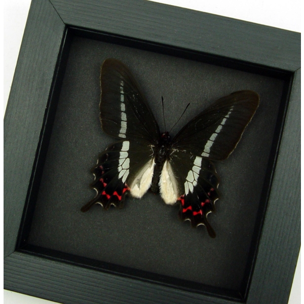 Rare Butterfly Parides bunichus male Brazil Swallowtail Framed Taxidermy Moonlight Display