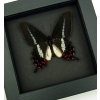 Rare Butterfly Parides bunichus male Brazil Swallowtail Framed Taxidermy Moonlight Display