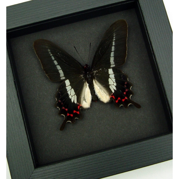 Rare Butterfly Parides bunichus male Brazil Swallowtail Framed Taxidermy Moonlight Display