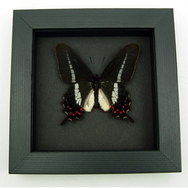 Rare Butterfly Parides bunichus male Brazil Swallowtail Framed Taxidermy Moonlight Display